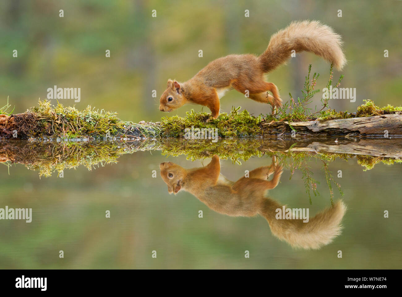 Eichhörnchen (Sciurus vulgaris) zu Fuß an den Rand eines Waldes Pool, Cairngorms NP, Schottland, UK, November 2011. VISION 2020 Buch. Wussten Sie schon? 75% der britischen Bevölkerung von Eichhörnchen Leben in Schottland. Stockfoto