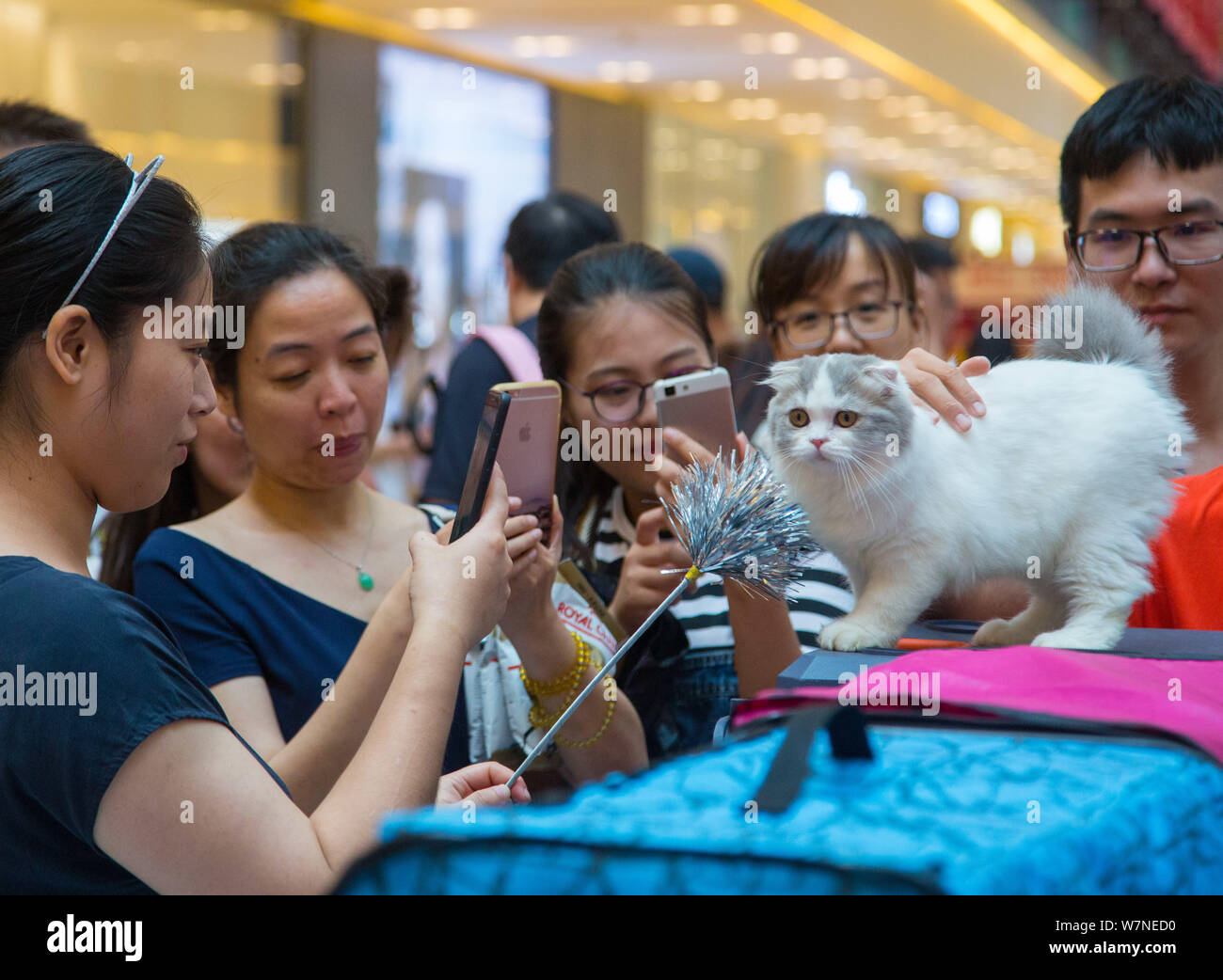 Besucher Fotos einer Langhaar schottische Falz bei der World Cat Federation (WCF) 2017 Ringe besondere Rasse in Hangzhou city Zeigt,'s East China Zhejia Stockfoto
