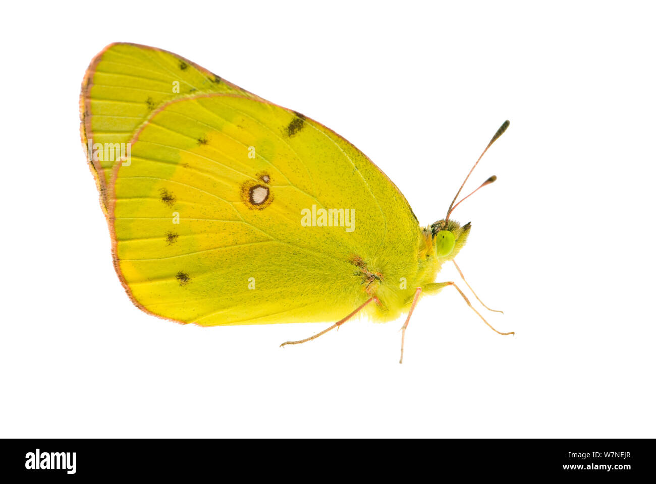Orange Schwefel Schmetterling (Colias eurytheme) San Joaquin River Gorge, Auberry Kalifornien, Mai. meetyourneighbors.net Projekt Stockfoto