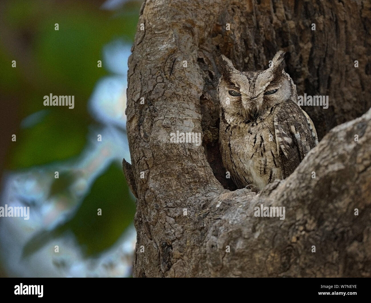 Collared scops Owl (Otus lettia) Kanha Nationalpark, Madhya Pradesh, Indien, März Stockfoto