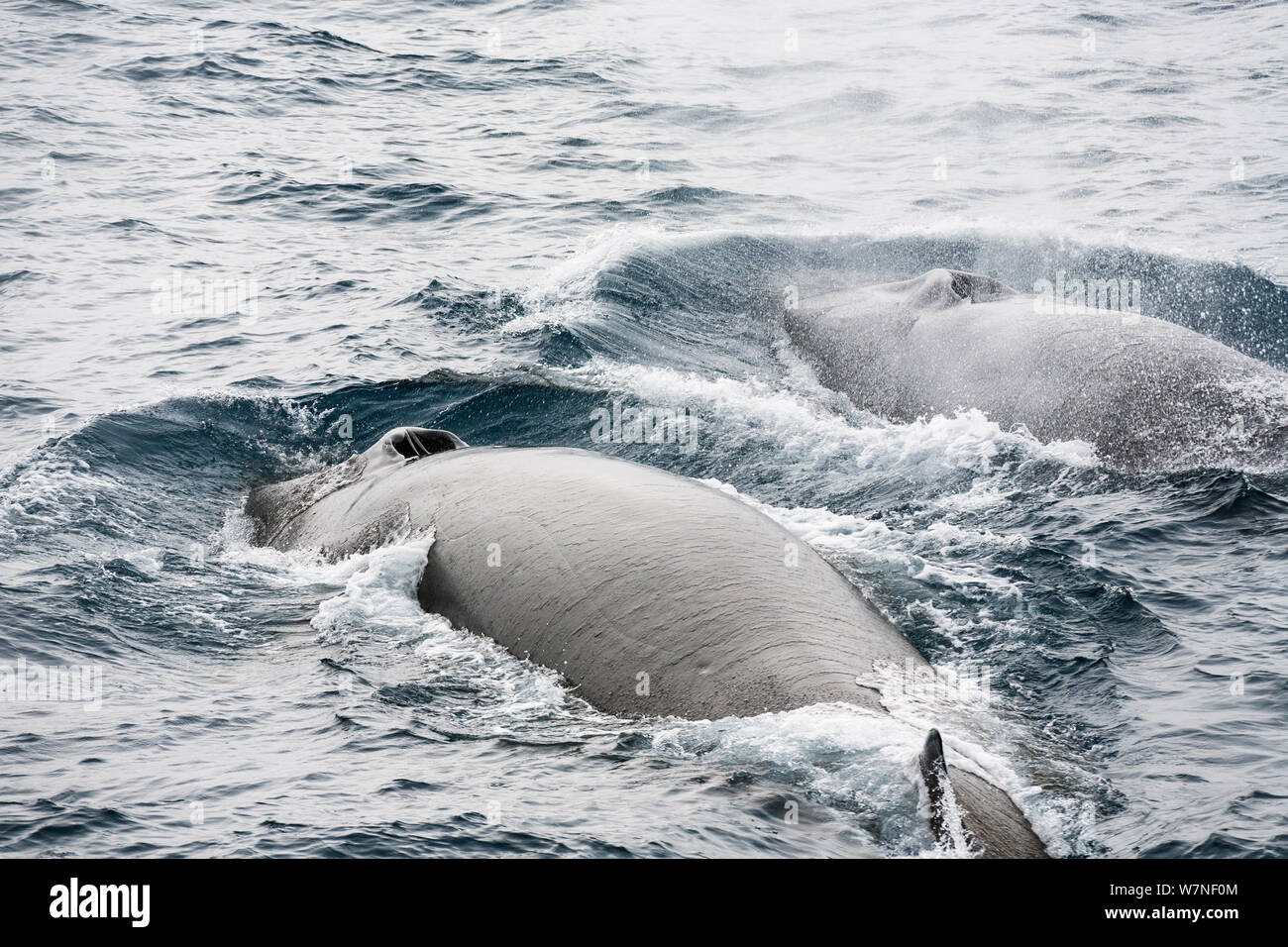 Finnwale (Balaenoptera physalus) Antarktis. Februar. Stockfoto