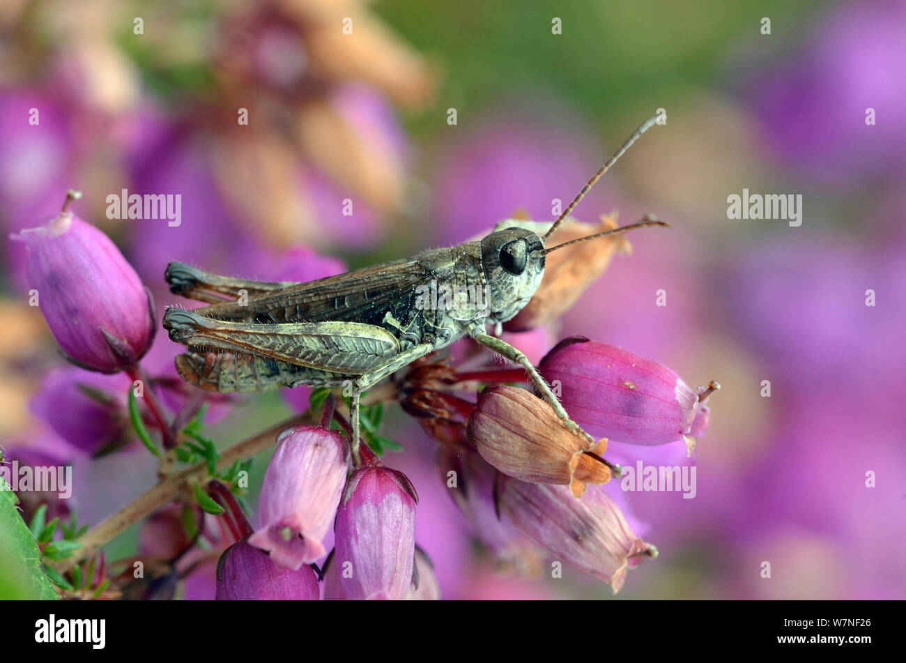 Fleckige Grasshopper (Myrmeleotettix maculatus) auf Geclusterten bell Heidekraut Blume vor allem Heide Arten, Surrey, England, UK, August Stockfoto