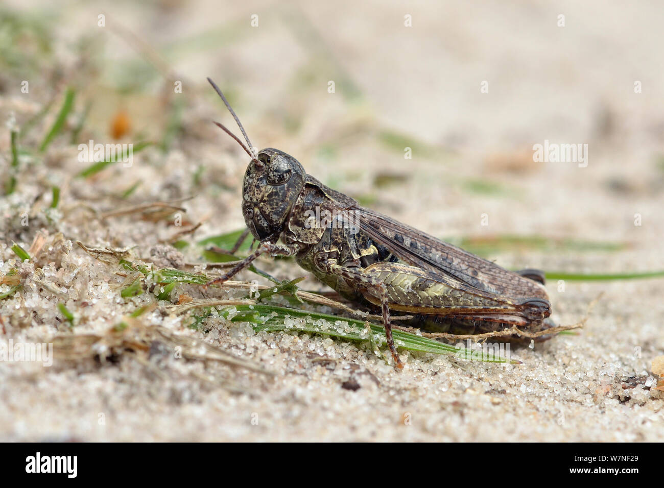 Fleckige Grasshopper (Myrmeleotettix maculatus) auf sandigen Weg der lowland Heath, Surrey, England, UK, August Stockfoto