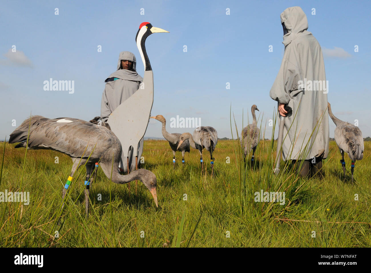 Gruppe von kürzlich junge Common/Eurasischen Kraniche (Grus Grus) Ernährung  auf Korn um nach Kran Modelle verstreut neben einer Pflegeperson trägt  einen Kran Kostüm als Surrogat Elternteil, Somerset, England, UK, September  2012 veröffentlicht