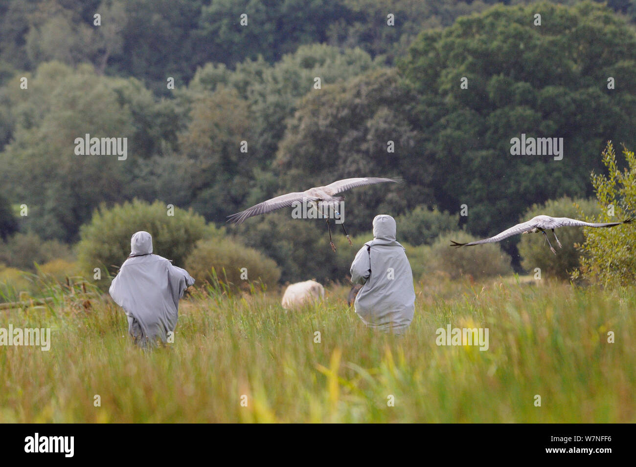 Zwei junge Common/Eurasischen Kraniche (Grus Grus) fliegen bis zu halten mit zwei Betreuern in Kran Kostüme als Surrogat Eltern weg von einem Hund während einer Predator Abneigung Training läuft gekleidet, Somerset, England, UK, September 2012. Stockfoto