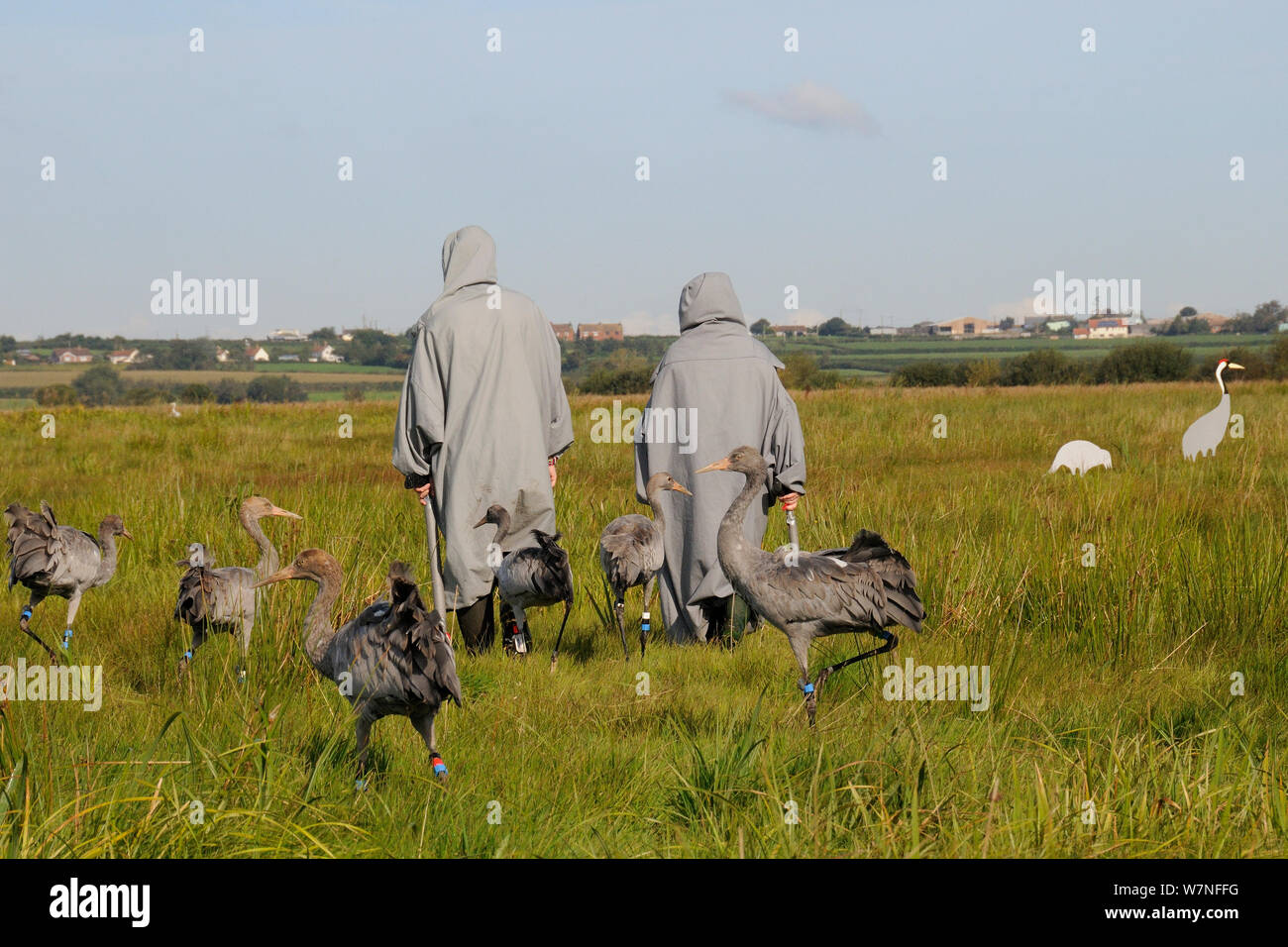 Gruppe der vor kurzem freigegebenen junge Common/Eurasischen Kraniche (Grus Grus) folgende zwei Betreuer in Kran Kostüme gegenüber einigen erwachsenen Kran Lockvögel, wo Getreide für Sie zerstreut werden, Somerset, England, UK, September 2012 gekleidet Stockfoto