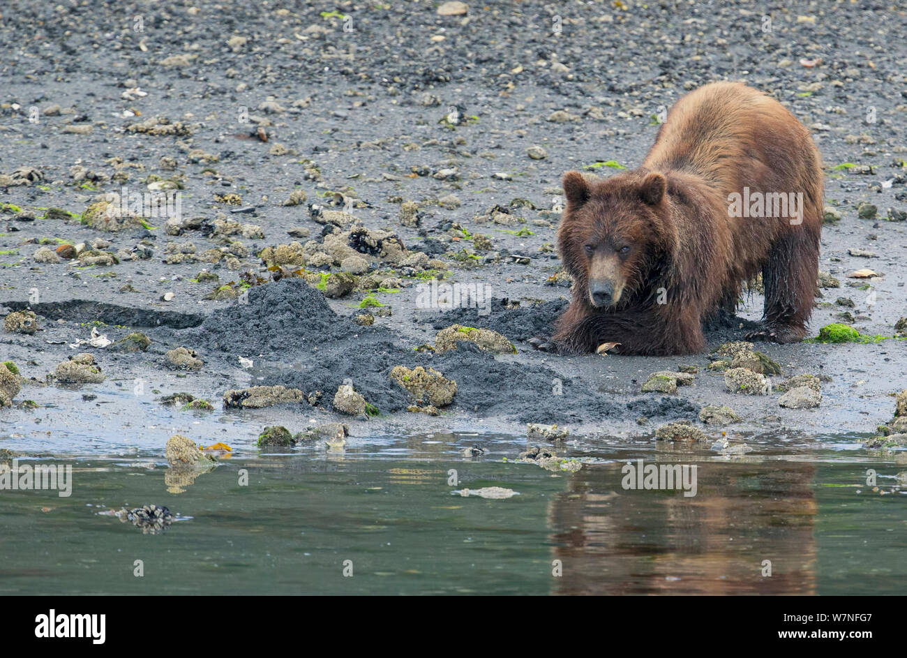 Braunbär (Ursus arctos) Graben für Muscheln im Inland Passage Tidal Waters von Alaska, USA, August Stockfoto