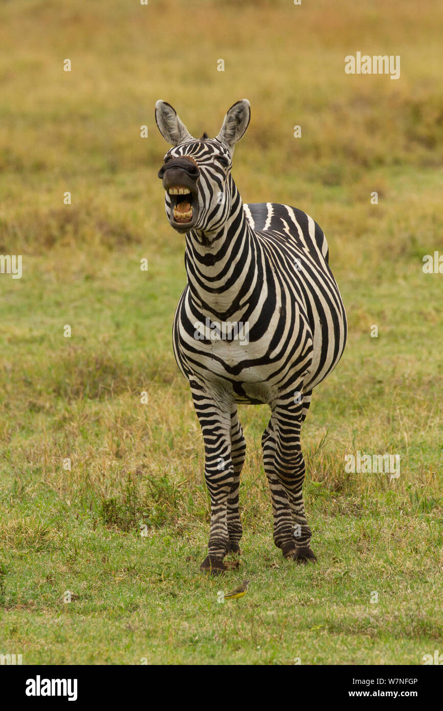 Ebenen Zebras (Equus quagga) Flehmen Grimasse, Ngorongoro Krater, Tansania Stockfoto