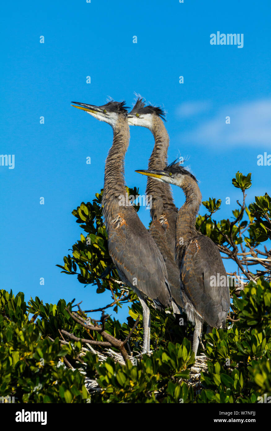 Große Kanadareiher (Ardea herodias) im Baum. Der Everglades National Park, Florida, USA, Februar. Stockfoto