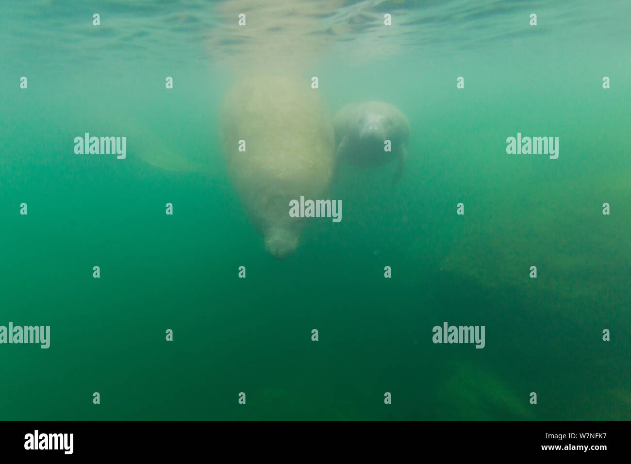 Zwei Florida Manatees (Trichechus Manatus latirostris) unter der Meeresoberfläche. Der Everglades National Park, Florida, USA, Februar. Stockfoto