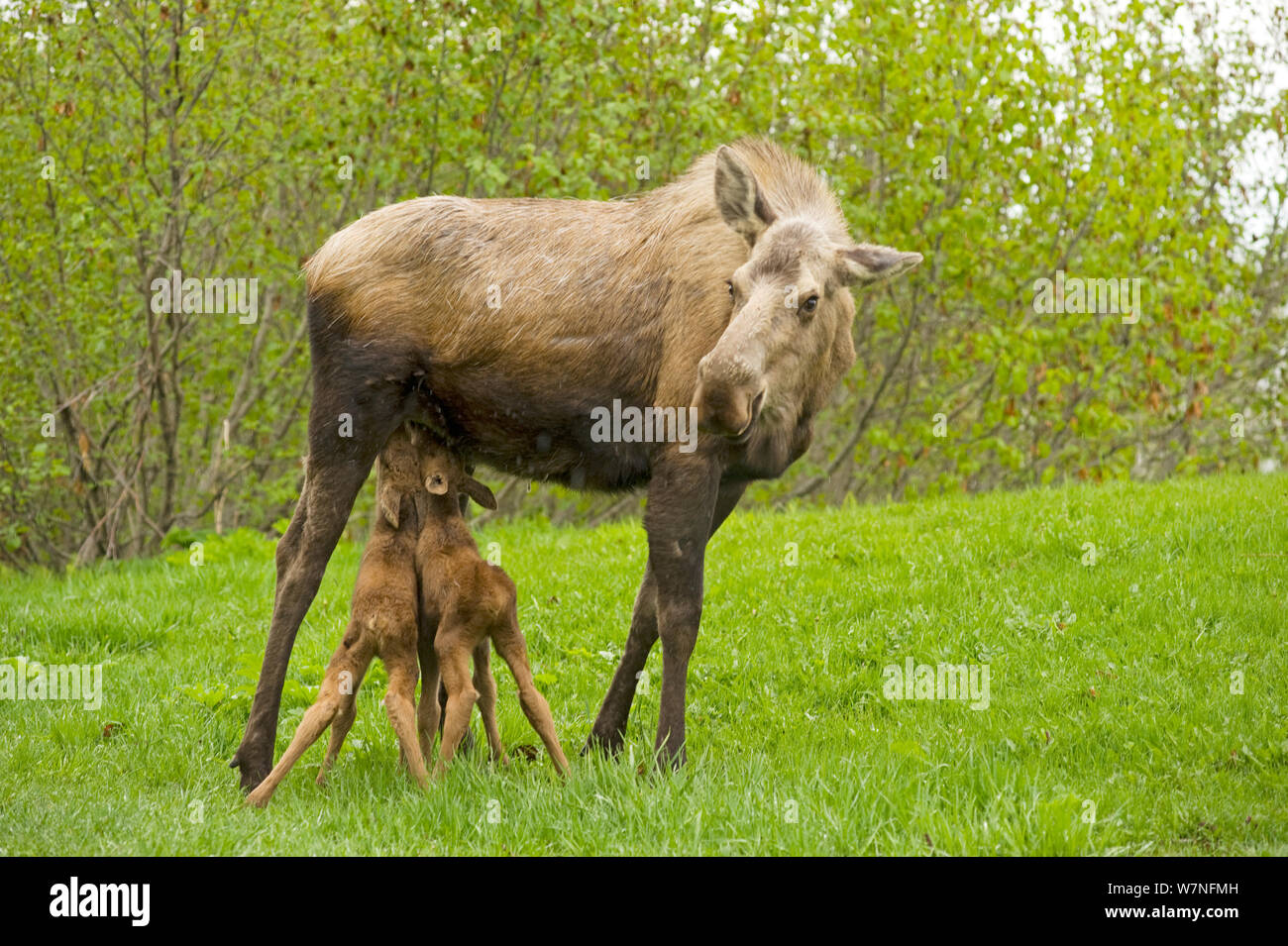 Elch (Alces alces) Kuh säugen ihre beiden neugeborenen Kälbern im Frühjahr. Tony Knowles Coastal Trail, Anchorage, South-central Alaska, Mai. Stockfoto