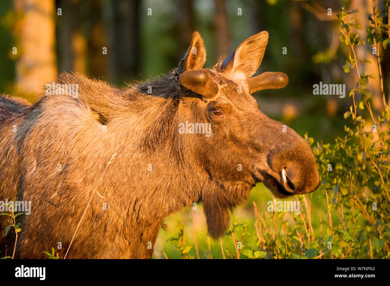 Dawn wissen Fotos und Bildmaterial in hoher Auflösung Alamy