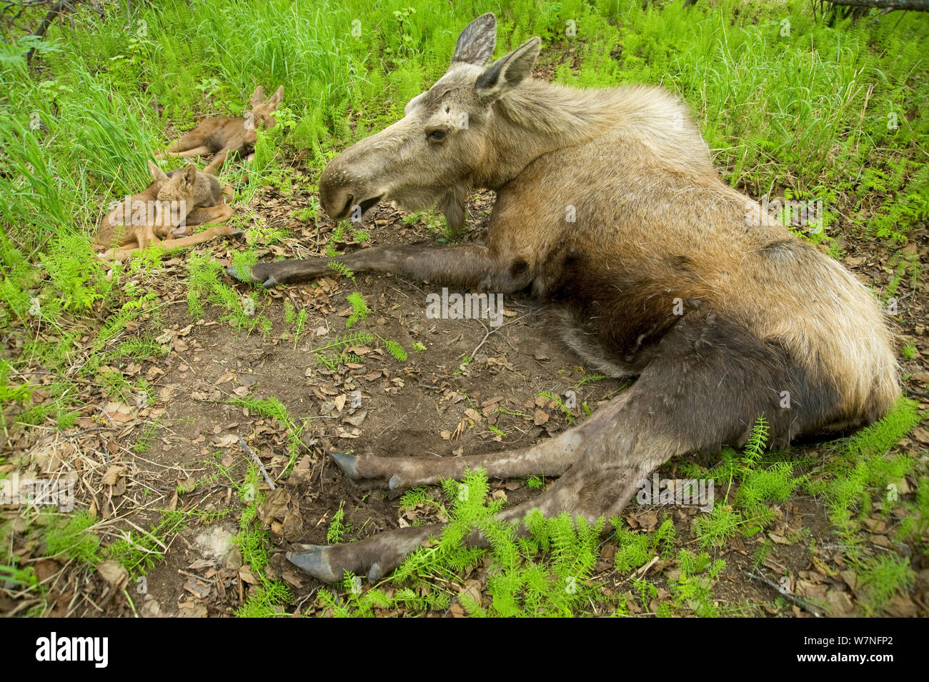 Elch (Alces alces) Kuh mit einem neugeborenen Kälbern im Frühjahr Vegetation ruht. Tony Knowles Coastal Trail, Anchorage, South-central Alaska, Mai. Stockfoto