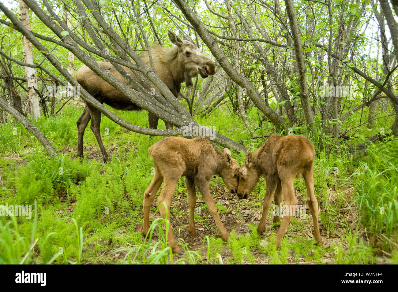 Elch (Alces alces) Kuh Nahrungssuche auf Willow Blätter mit zwei neugeborene Kälber. Tony Knowles Coastal Trail, Anchorage, South-central Alaska, Mai. Stockfoto