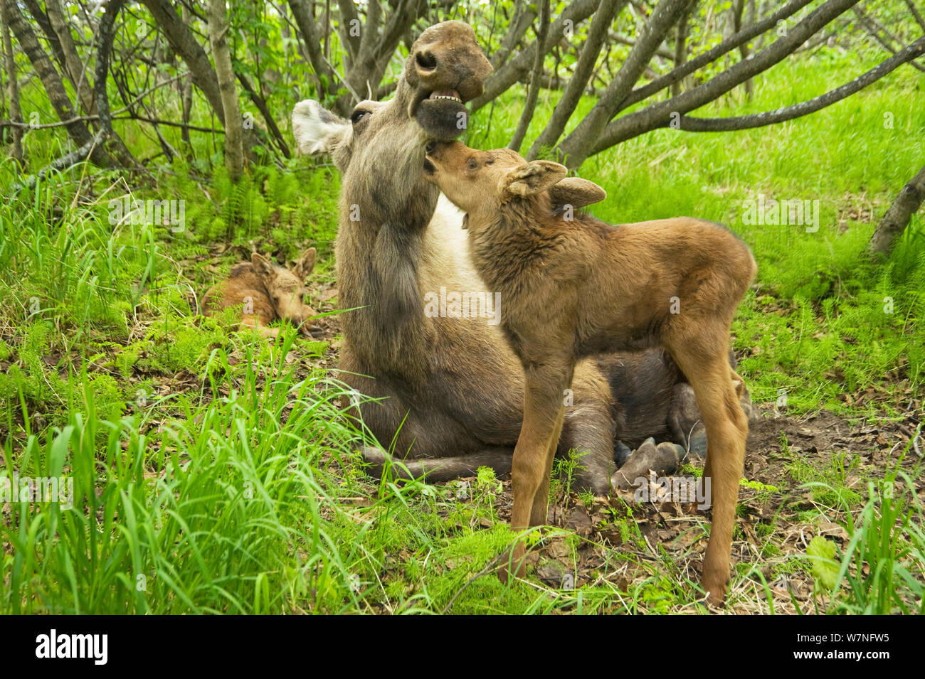 Elch (Alces alces) neugeborenes Kalb versucht, cud, oder Regurgitated Essen, von seiner Mutter zu bekommen. Tony Knowles Coastal Trail, Anchorage, South-central Alaska, Mai. Stockfoto