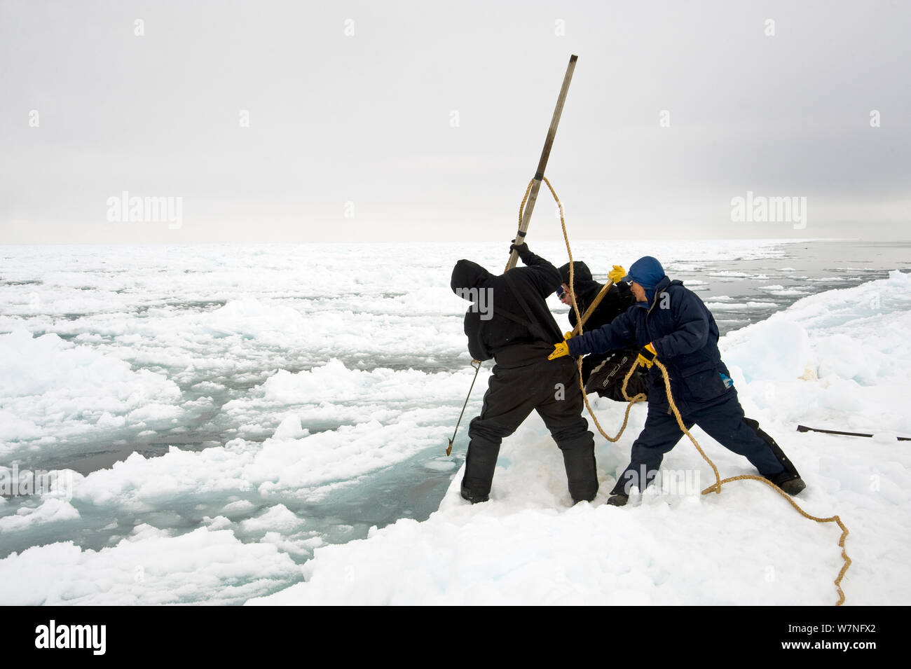 Inupiaq Aufenthaltskosten Walfänger brechen Sie ein Loch in die Packung Eis mit einer Harpune am Rand eines offenen führen, während der Frühling Walfang Saison, Chukchi Sea, offshore von Barrow, arktischen Küste von Alaska Stockfoto
