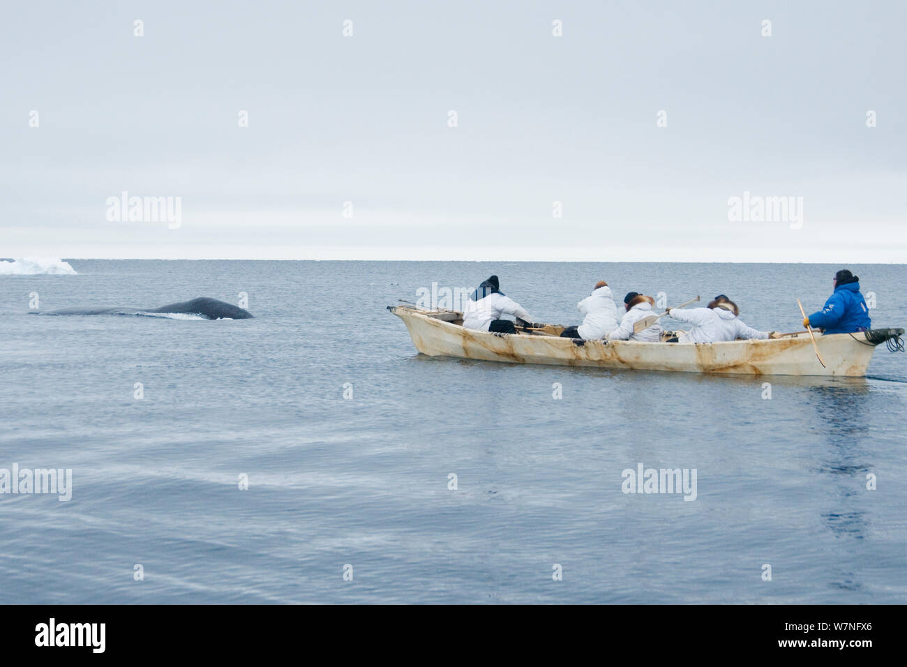 Inupiaq Aufenthaltskosten Walfänger versuchen, ein Bowhead whale (Balaena mysticetus) von Ihren umiak in eine offene Leitung im Packeis. Chukchi Sea, offshore von Barrow, arktischen Küste von Alaska, April 2012. Stockfoto