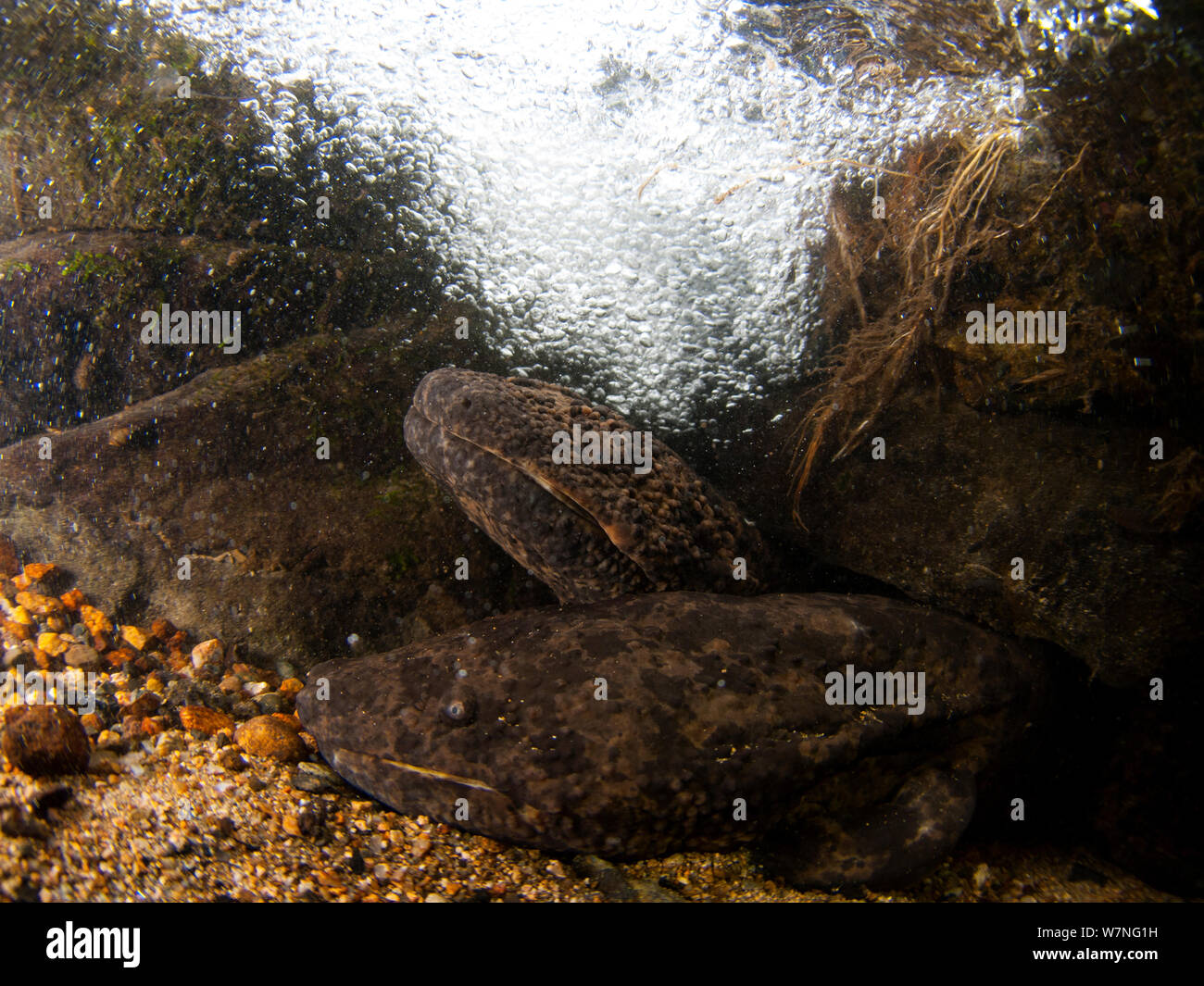 Zwei japanischen Riesensalamander (Andrias japonicus) am Eingang zu ihrem Nest, Japan, August Stockfoto