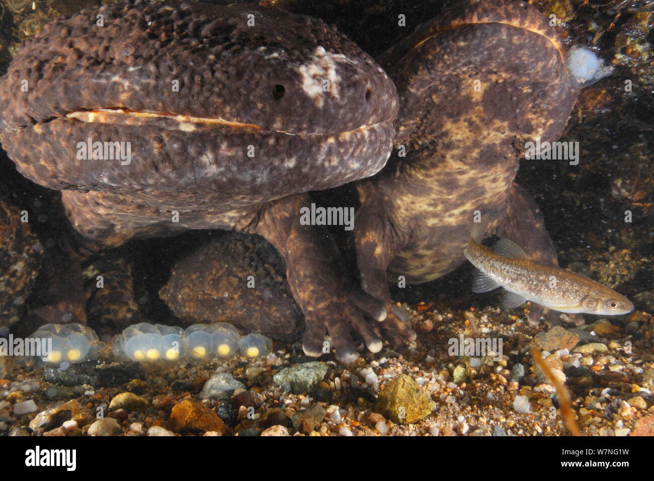 Paar japanischen Riesensalamander (Andrias japonicus) am Eingang zu ihrem Nest, Laich, Japan, September Stockfoto