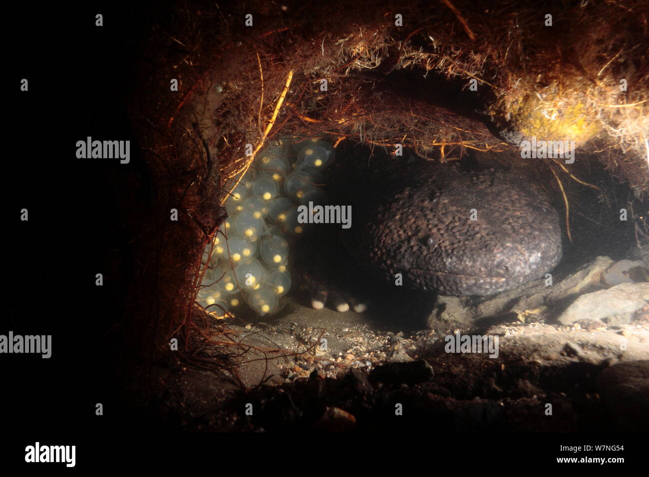 Männliche japanischen Riesensalamander (Andrias japonicus) seine Eier in seinem Nest, Japan schützen, September Stockfoto