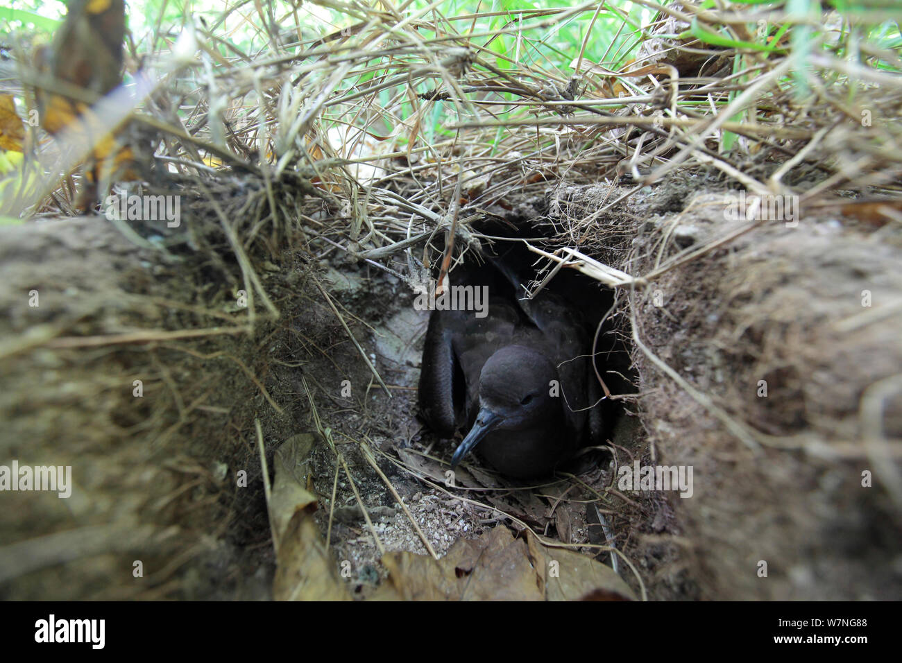 Wedgetailed shearwater (Puffinus pacificus) Inkubation Ei im Nest, die U-Bahn ist, Christmas Island, Indian Ocean, Juli Stockfoto