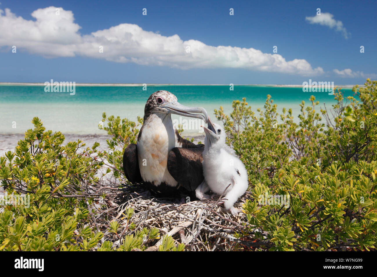 Weniger Frigate (fregata Ariel) Weibliche und Küken im Nest auf Strauch in der Nähe von Strand, Chick zu betteln, Christmas Island, Indian Ocean, Juli Stockfoto