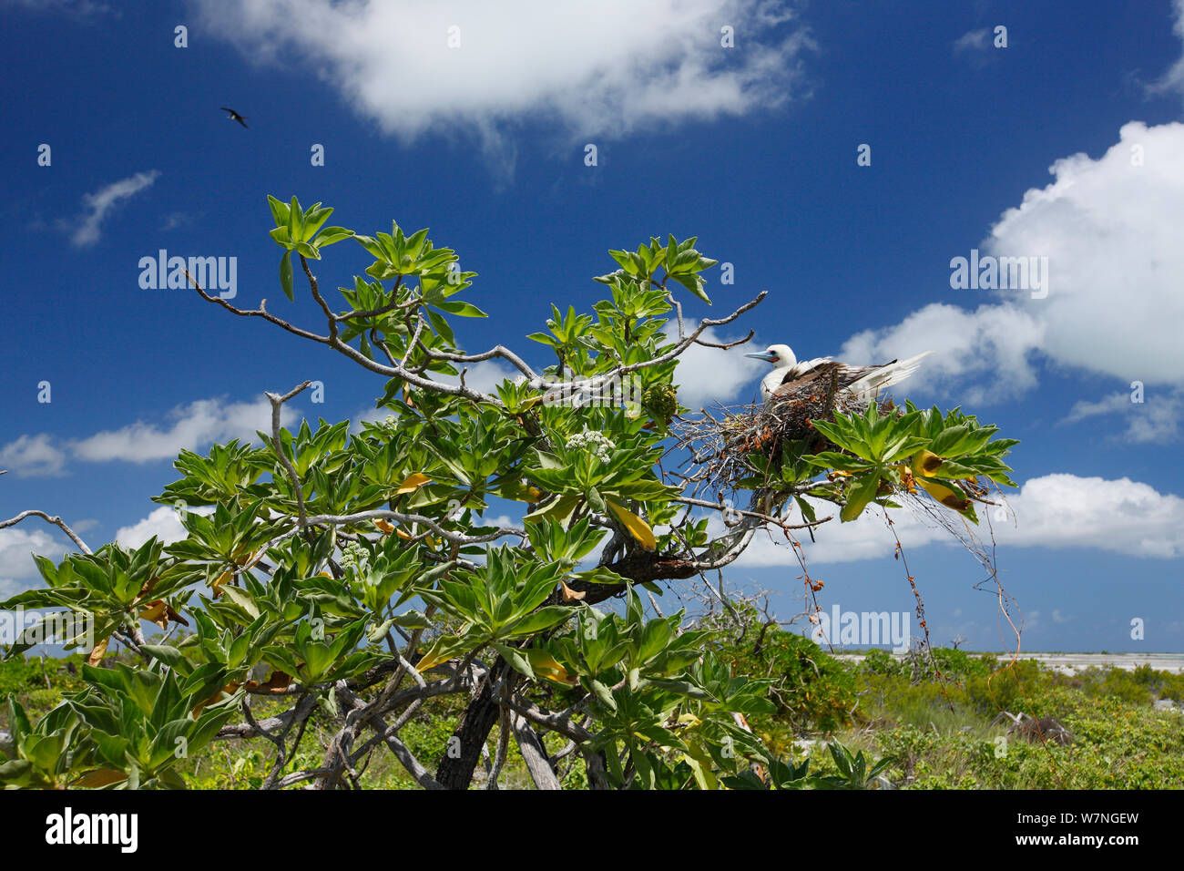 Red footed Booby (Sula Sula) Inkubation Ei im Nest in, Christmas Island, Indian Ocean, Juli Stockfoto