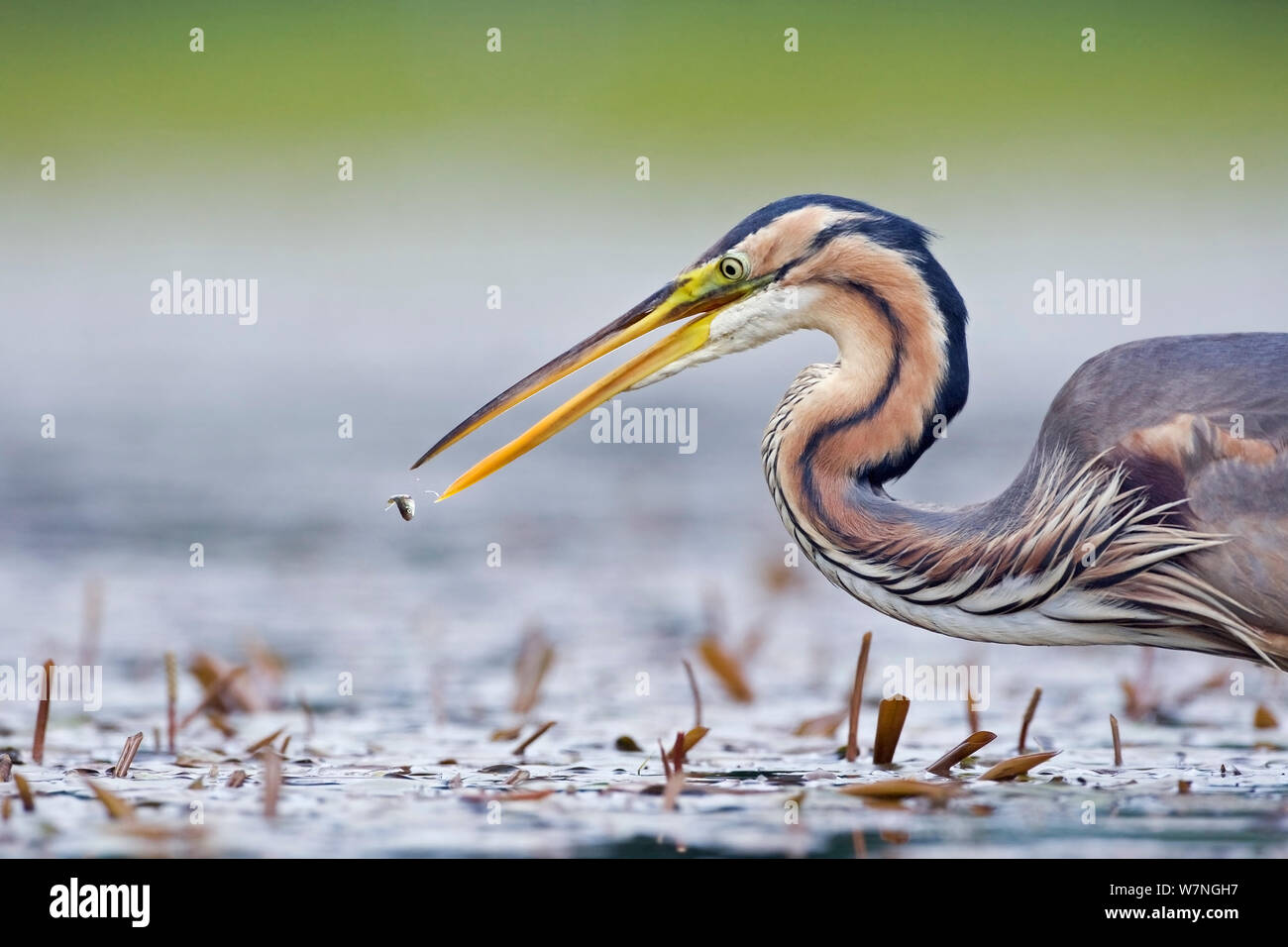 Purpurreiher (Ardea purpurea), kleine Fische, La Dombes See, Frankreich, Juni Stockfoto