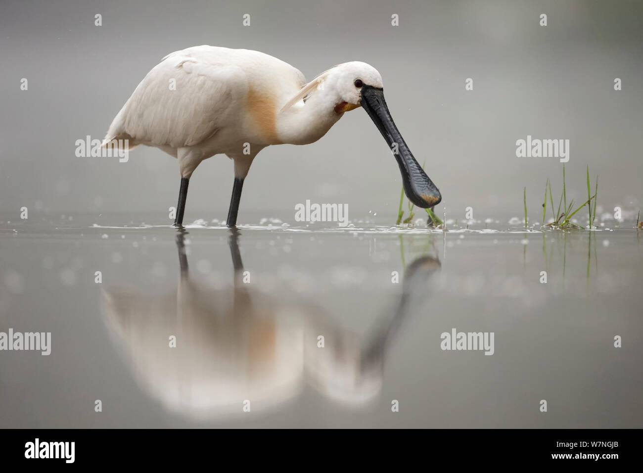 Weißer Löffler (Platalea leucorodia) Nahrungssuche in einem flachen See, La Dombes See, Frankreich, Juni Stockfoto