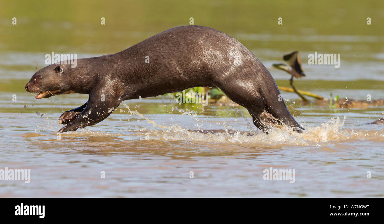 Riesenotter (Pteronura brasiliensis) läuft am Rande eines Flusses beim Spielen mit einem Familienmitglied, Rio Tres Irmãos, Pantanal, Brasilien Stockfoto