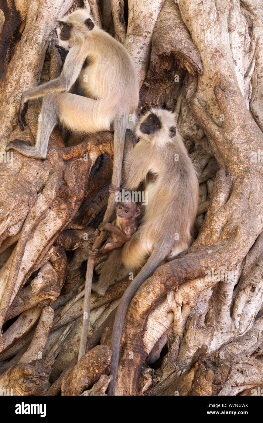 Northern Plains grau/Hanuman Langur (Semnopithecus Entellus) Familie im Banyan Tree und verspielten Jugendlichen ruht am Schwanz von Erwachsenen schwingend, Ranthambore Nationalpark, Rajasthan, Indien Stockfoto