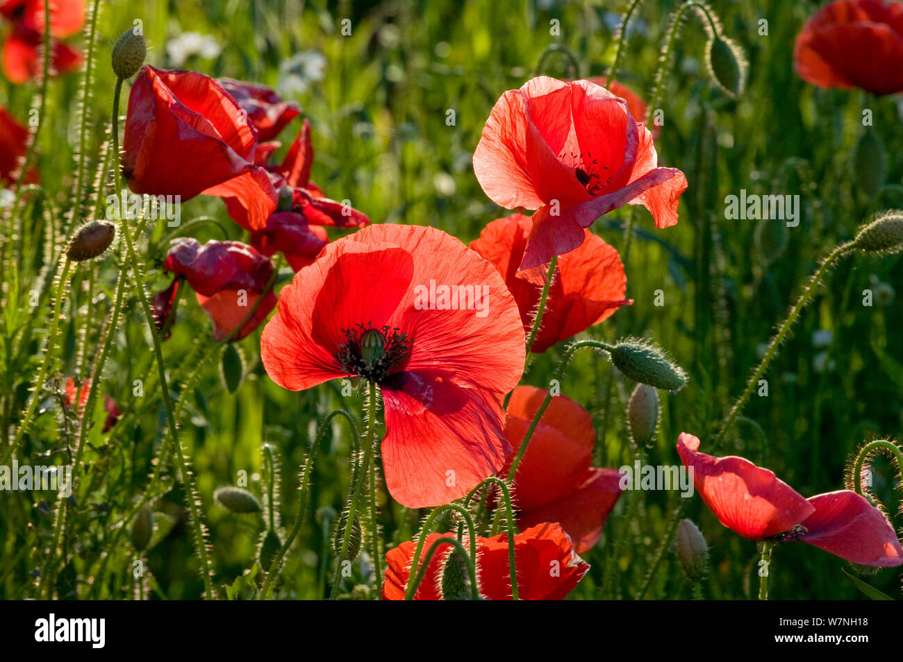 Gemeinsame Mohn (Papaver rhoeas) im oat Feld ohne Chemikalien verwaltet oat Biscuits, Pimhill Organic Farm, Shropshire, Großbritannien, Juni 2011 Stockfoto