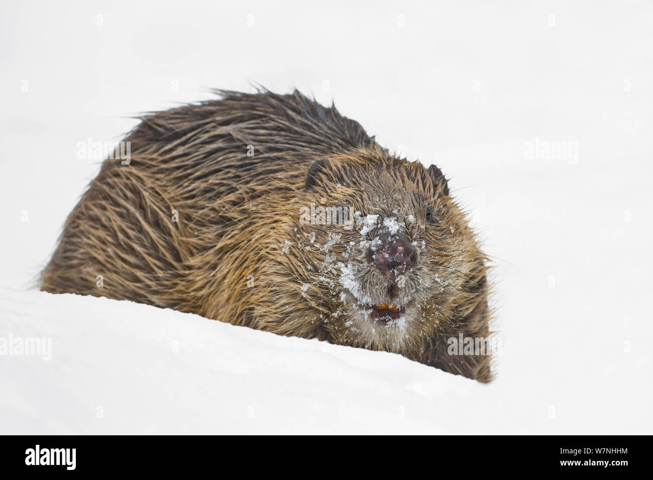 Europäischer Biber (Castor Fiber) im Schnee. Portrait mit Schnee bedeckt. Südliches Norwegen. Februar. Stockfoto