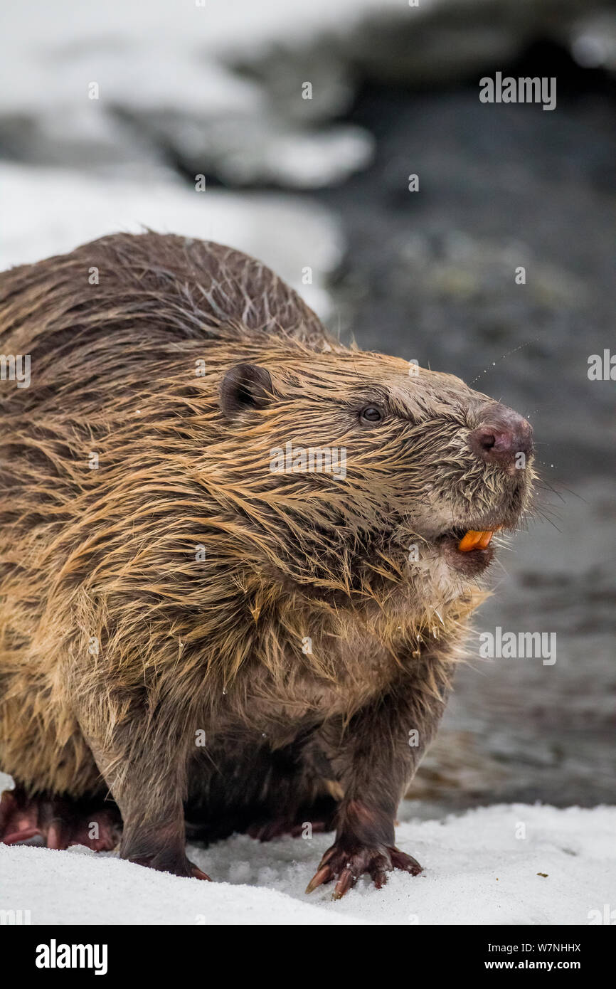 Porträt der europäische Biber (Castor Fiber). Stehend auf Schnee am Rand der Flüsse. Süd-Norwegen. Februar. Stockfoto