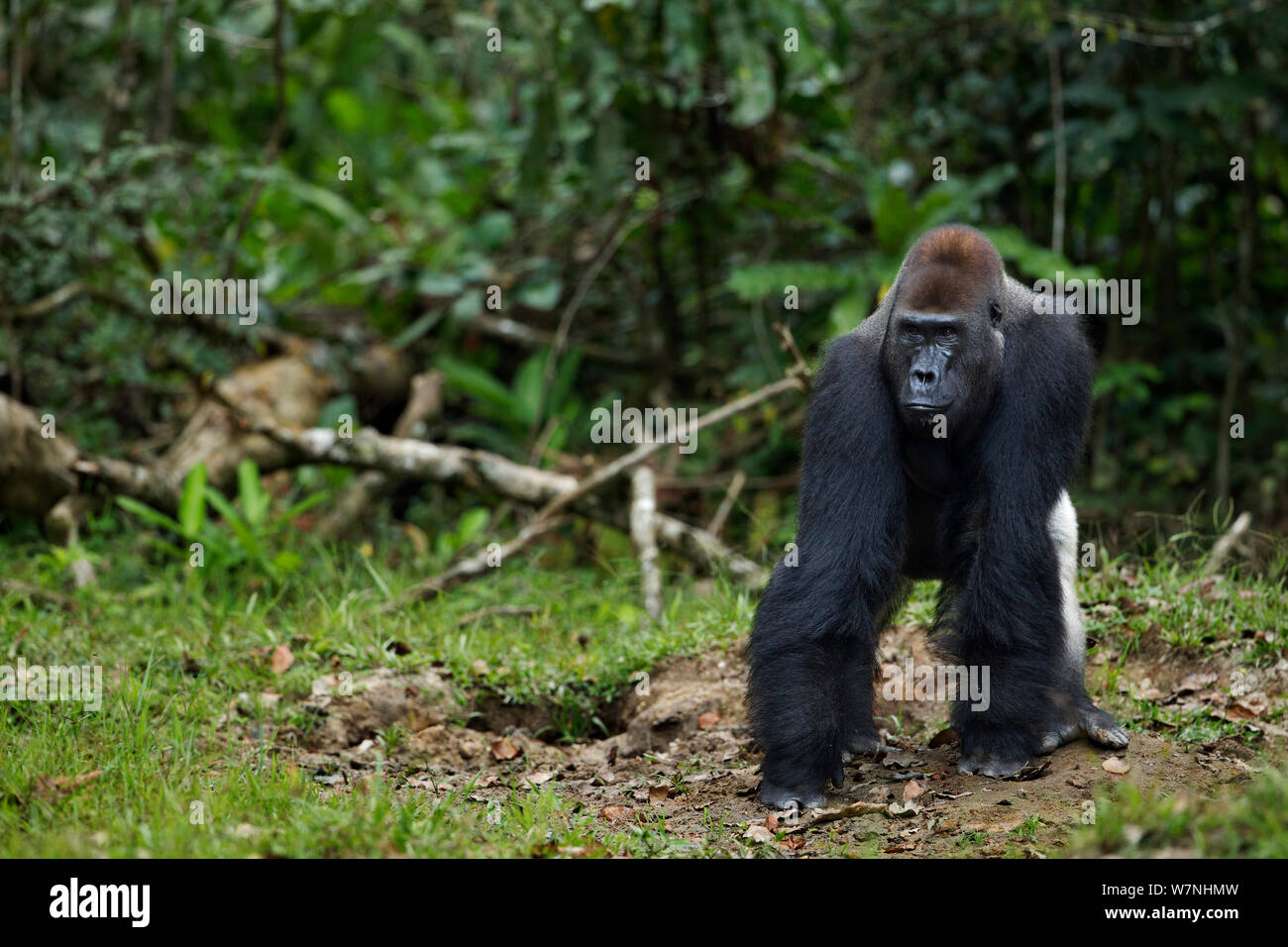 Westlicher Flachlandgorilla (Gorilla gorilla Gorilla) dominante Männchen silverback bin akumba' im Alter von 32 Jahren an den Rand des Waldes, Bai Hokou, Dzanga Sangha Spezielle dichten Wald finden, Zentralafrikanische Republik. Dezember 2011. Stockfoto