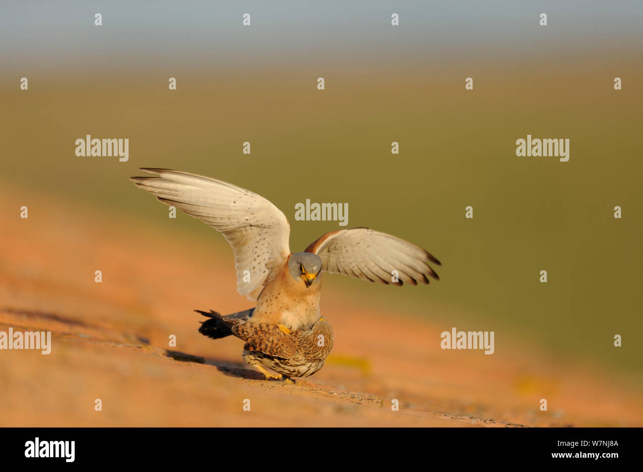 Weniger Turmfalke (Falco naumanni) männlichen und weiblichen Paaren auf Dach, Spanien, Mai Stockfoto