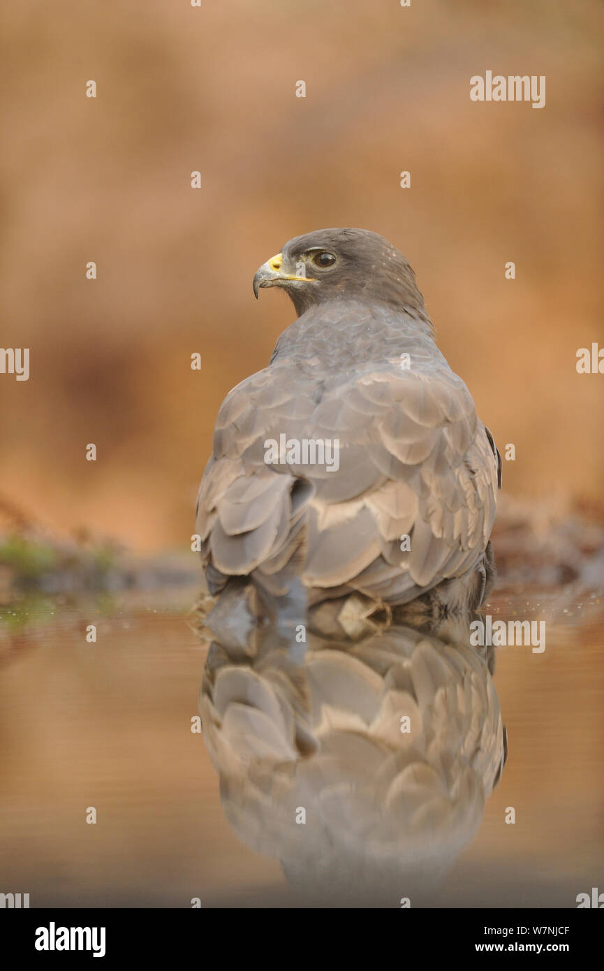 Mäusebussard (Buteo buteo) Baden in Wasser, Frankreich, November Stockfoto