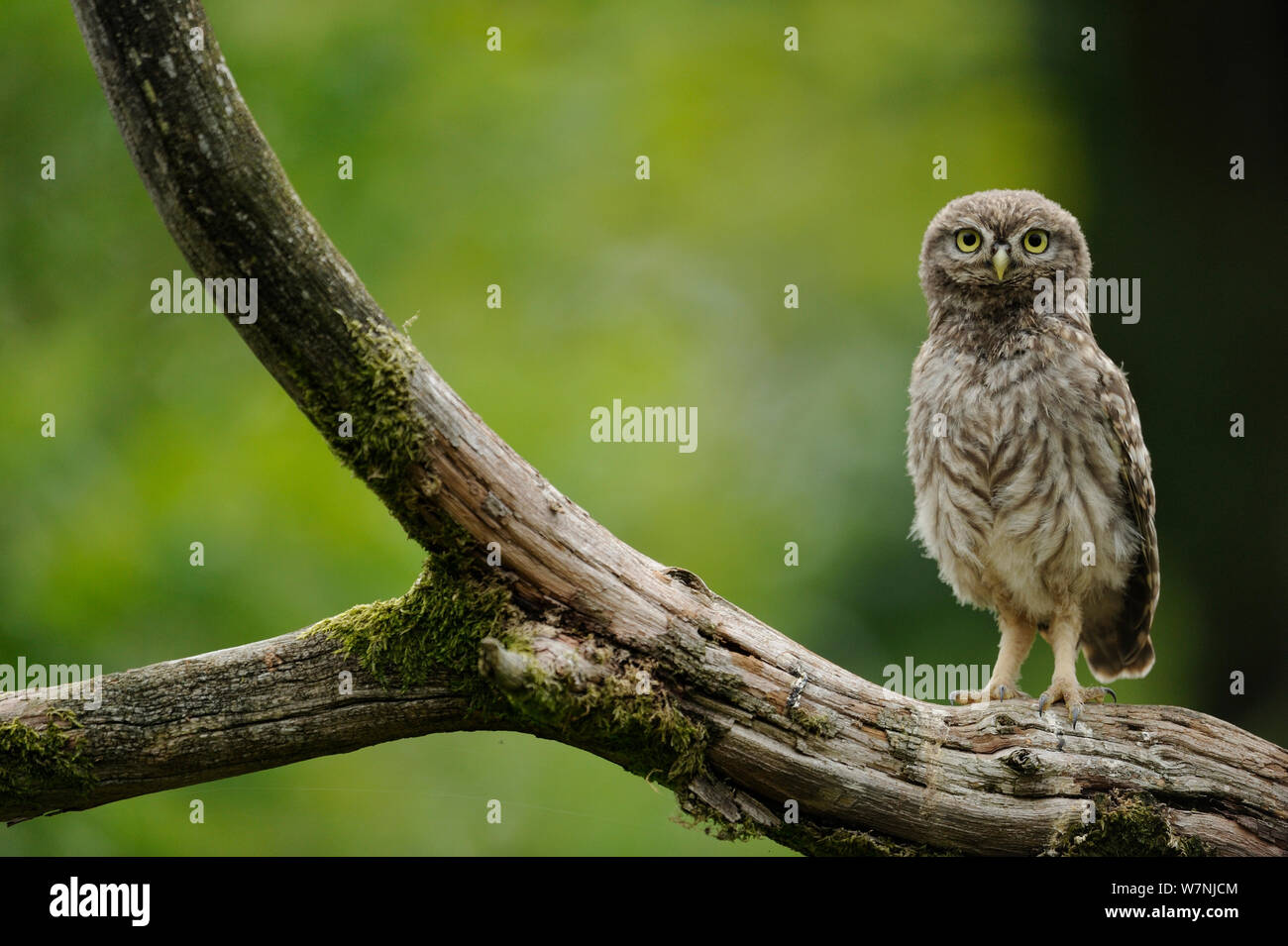 Steinkauz (Athene noctua) Junge thront auf Zweig, Frankreich, Juni Stockfoto