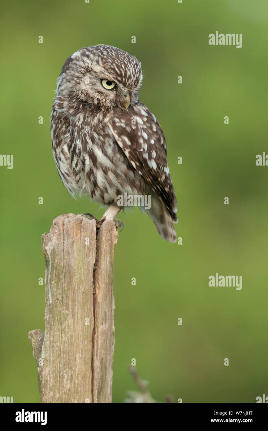 Steinkauz (Athene noctua) auf Zaunpfosten, Frankreich, Juni Stockfoto