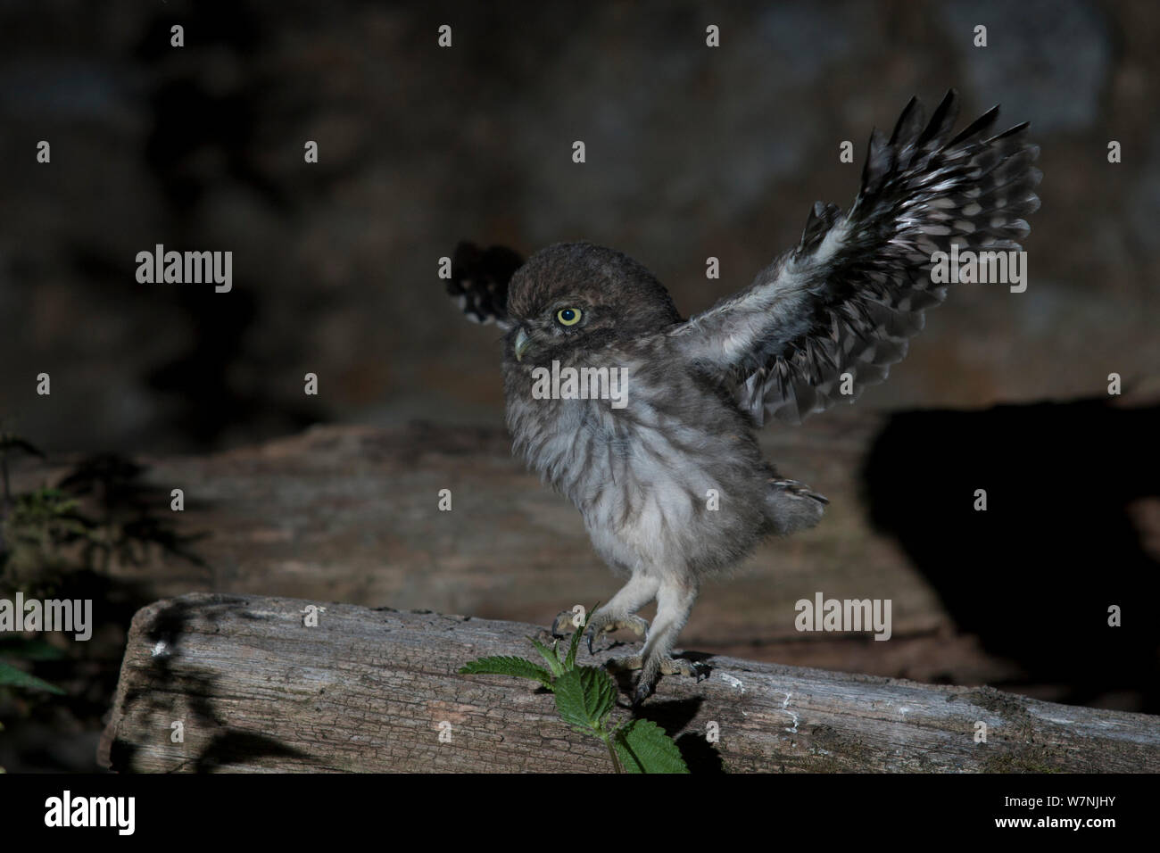 Steinkauz (Athene noctua) junge schlagflügel in Vorbereitung für das Fliegen, Frankreich, Juni Stockfoto