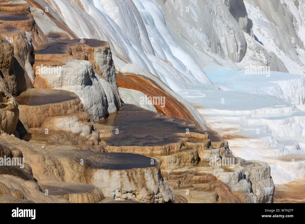 Travertin Kalkstein Terrassen im Yellowstone National Park, Wyoming, USA Stockfoto