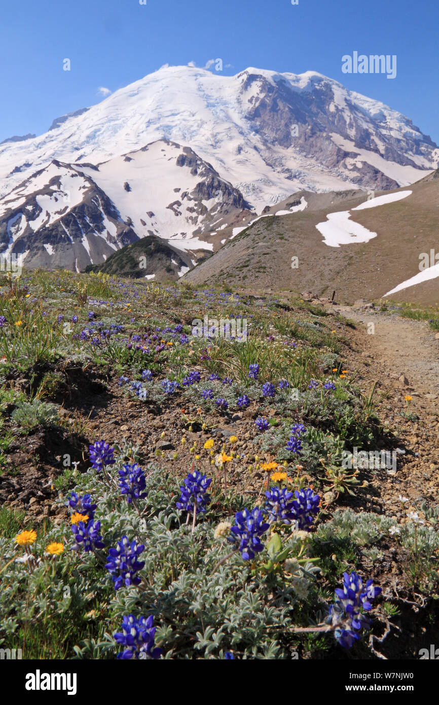 Mount Rainier und Alpenblumen, Washington State, USA Stockfoto