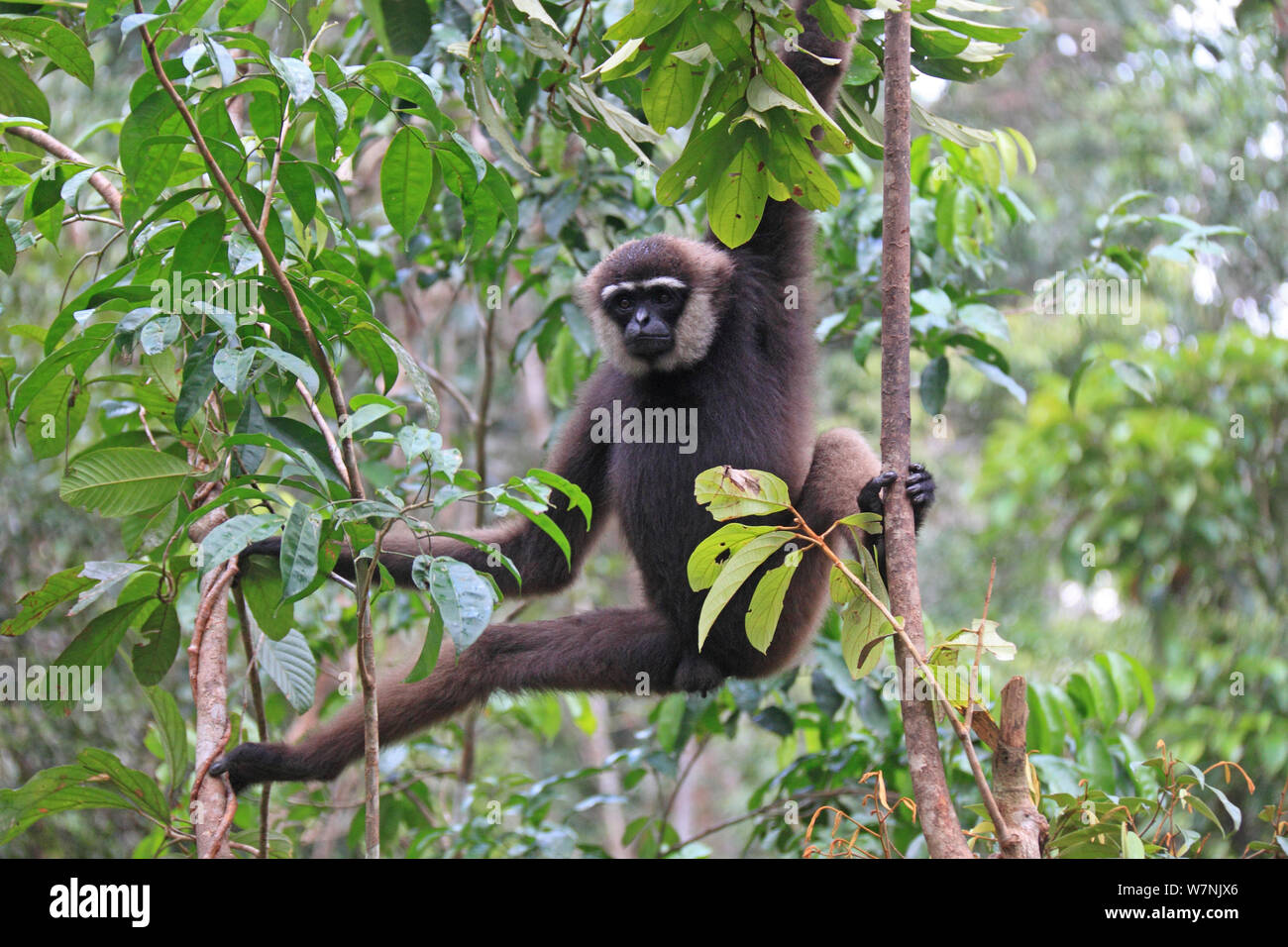 Bornesischen weiß-bärtigen oder agile Gibbon (Hylobates albibarbis) im Baum, South West Borneo. Stockfoto