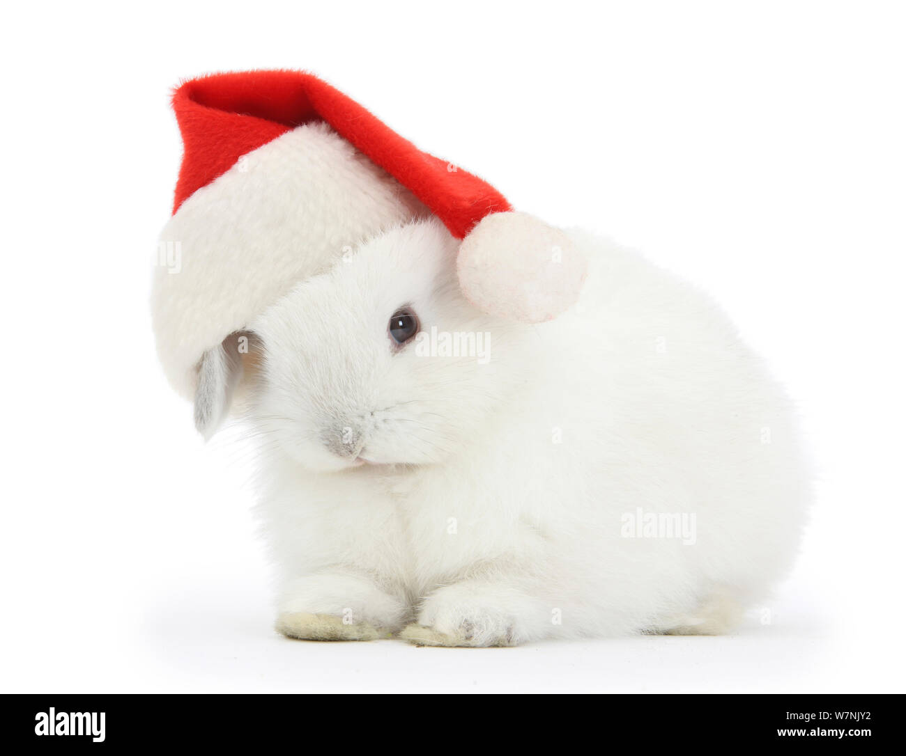 Junge weiße Kaninchen tragen ein Vater Weihnachten hat. Stockfoto