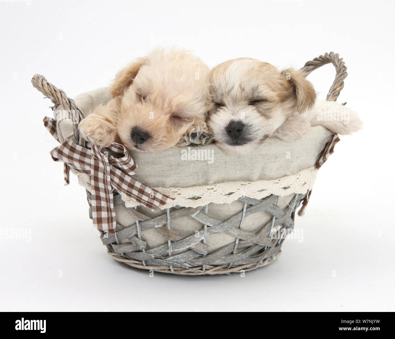 Bichon Frise kreuz Yorkshire Terrier Welpen, 6 Wochen, schläft in einem Korb. Stockfoto