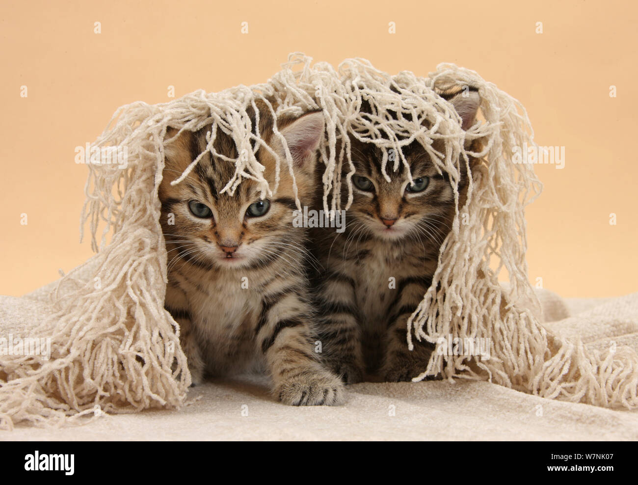 Cute tabby Kätzchen, Stanley und Fosset, 6 Wochen unter einem beige Schal. Stockfoto