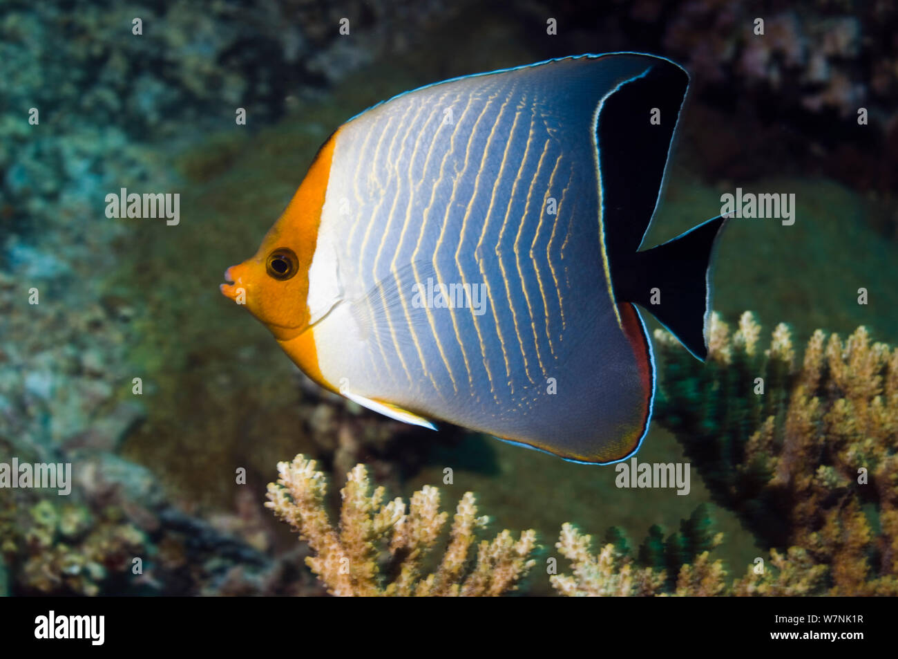 Rotes Meer orange Gesicht falterfische oder mit Kapuze Falterfische (Chaetodon larvatus). Ägypten, Rotes Meer. Stockfoto