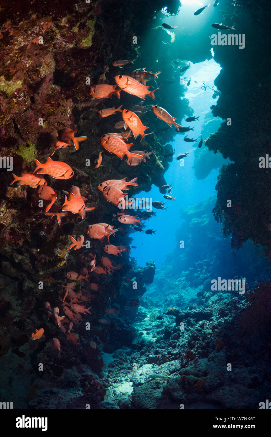 Red Soldierfish (Myripristis murdjan) Zuflucht auf Korallen Wand. Ägypten, Rotes Meer. Stockfoto