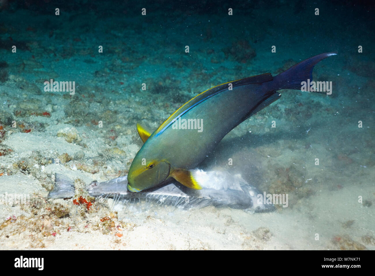 Gelbflossenthun Doktorfische (Acanthurus xanthopterus) Ernährung auf einem toten Doktorfische. Viele Fische beobachtet, tote oder sterbende auf Riffe auf den Malediven, April 2012. Eine weitere Episode der sterbenden Fisch im Jahr 2007 aufgetreten. Ursache unbekannt. Malediven. Stockfoto