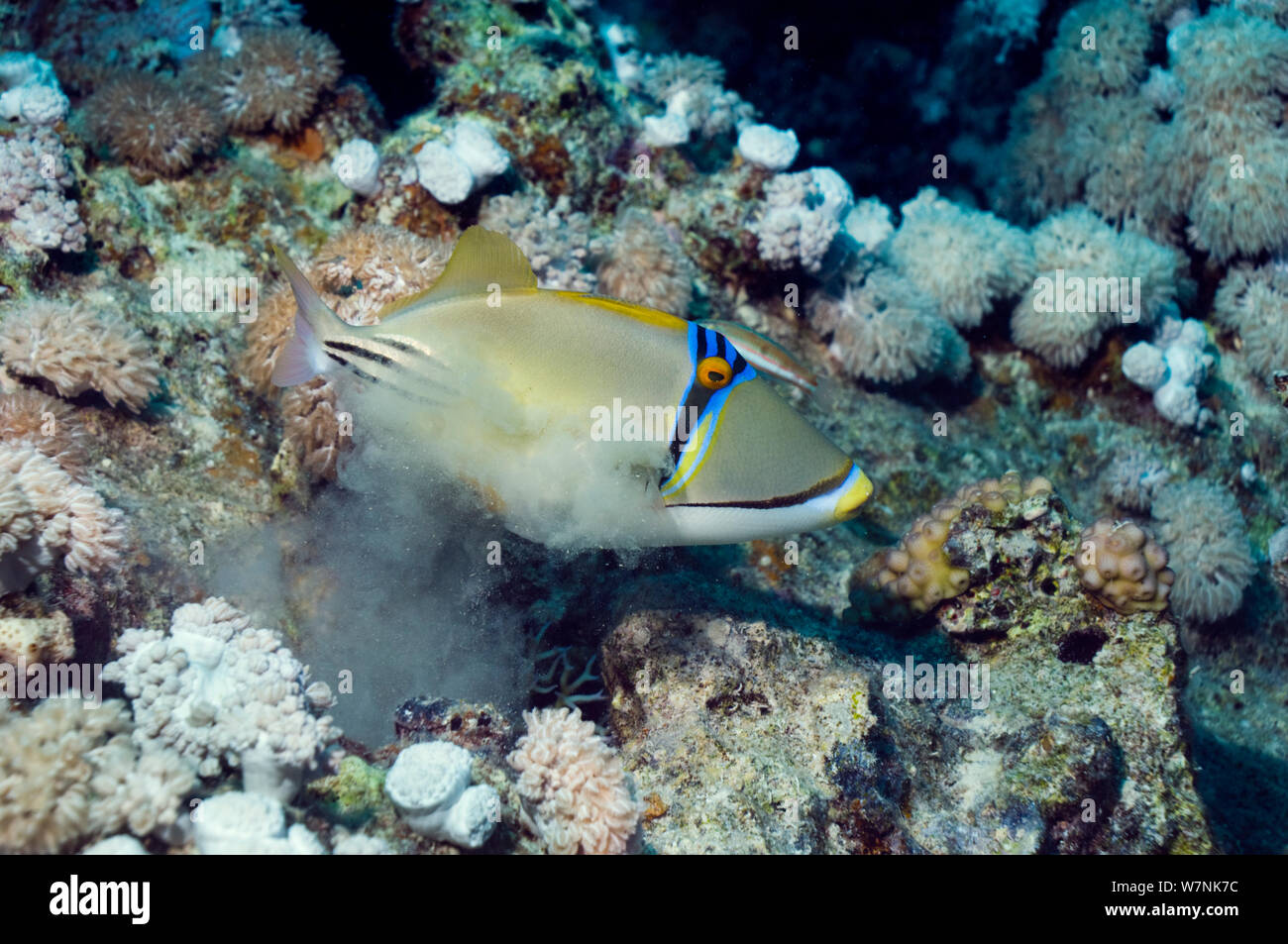 Picasso Drückerfisch (Rhinecanthus assasi) treibt den Sand von kiemen nach der Fütterung, Rotes Meer. Stockfoto